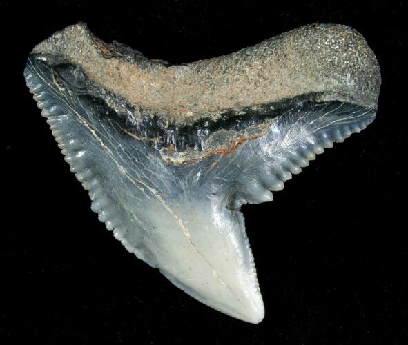 Blueish Fossil Galeocerdo Tooth (Tiger Shark) #5154